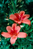Gladiolus carmineus